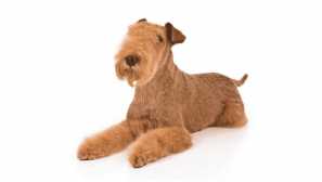 Lakeland terrier - spasiteľ anglických farmárov